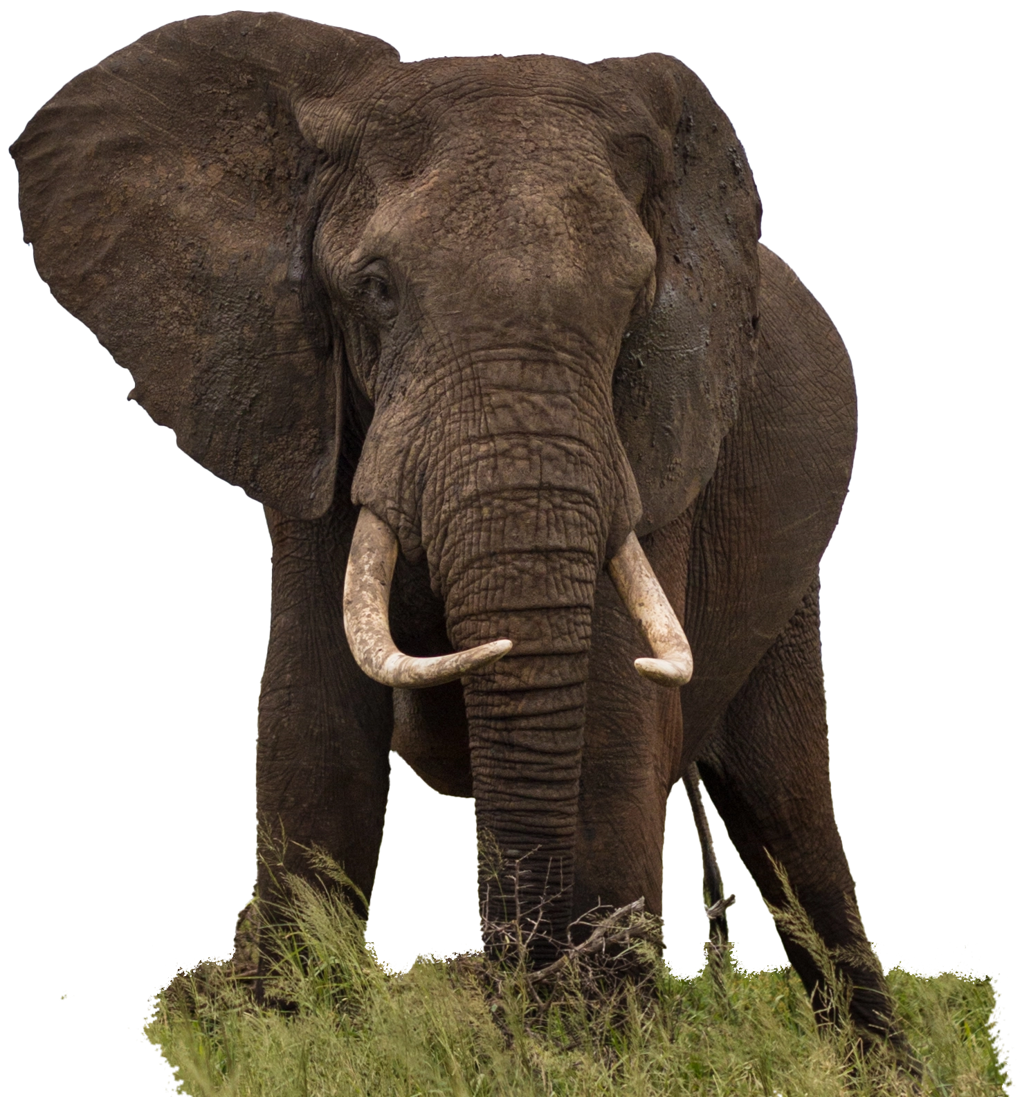 Elephant spotted on Kruger Park Safari