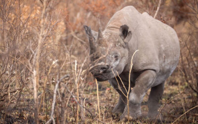 Enhancing Your Wildlife Photos in Lightroom or Photoshop