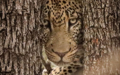 Is a Photo Safari in the Kruger Worth It?