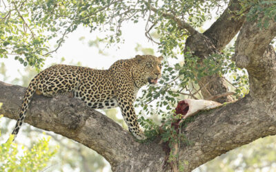 Telling Stories through your Wildlife Photography