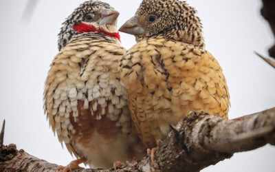 How Springtime Weather Affects Wildlife Photography