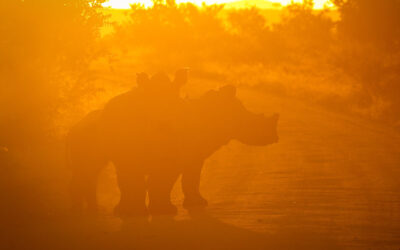 Photography Tips for Dusty Kruger Park Photo Safaris