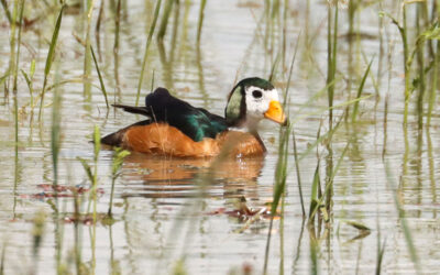 Tips for Easily Spotting Wildlife