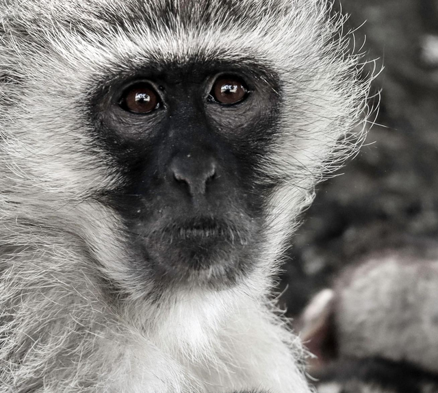Photo of Vervet Monkey taken on Photographic Safari