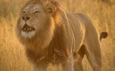 How to do Wildlife Photography in Harsh Summer Sunlight