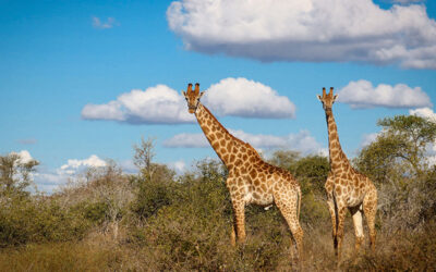 Best Lesser-Known Photo Safari Destinations in Africa