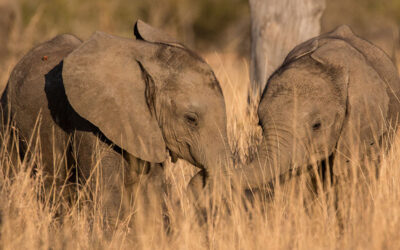 These are the Best Times of Day to Photograph the Big 5