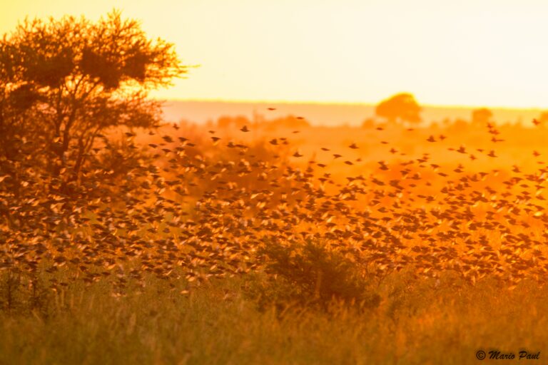 Wildlife Safaris