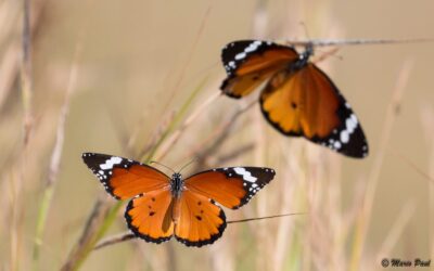 An Intro to Wildlife Macro Photography