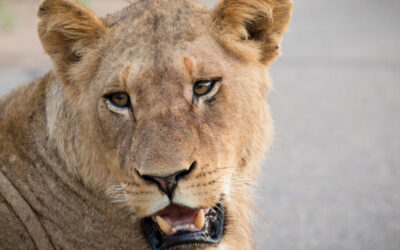 Welcome to Wild Photo Africa