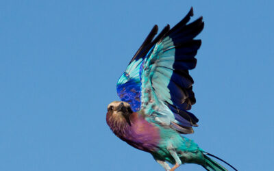 Photographing Birds in Flight: Techniques for Stunning Avian Images