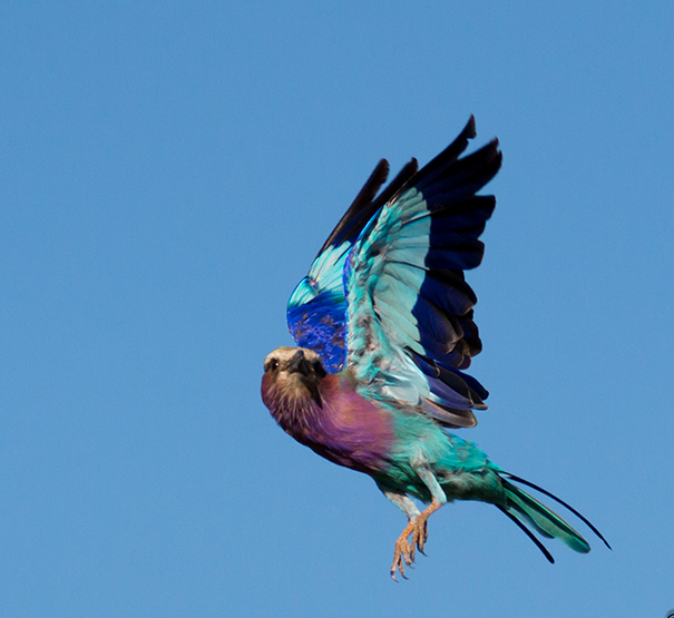 safari photography