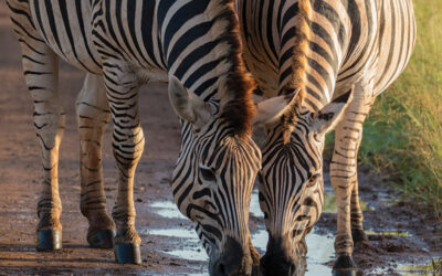 How to Edit Your Safari Photos for a National Geographic-Worthy Look