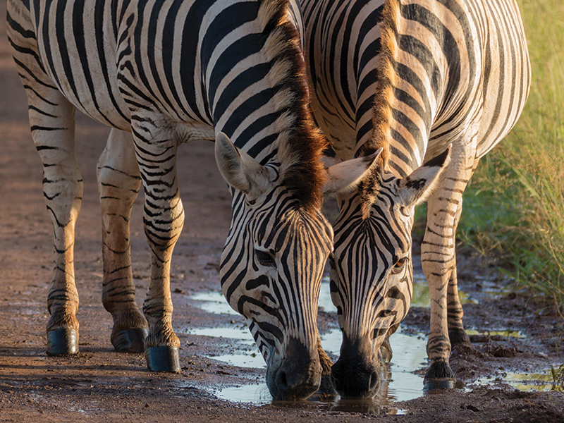 Kruger Park Day Tours