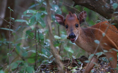 Kruger National Park Photo Safari Guide