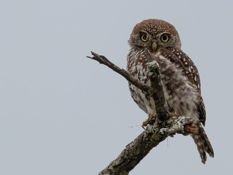 Wildlife Photo Safaris