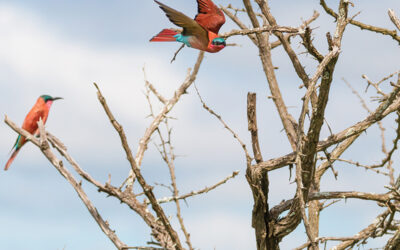 Telephoto Techniques for Kruger’s Wildlife