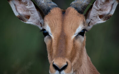 The Equipment included on a Private Photographic Safari