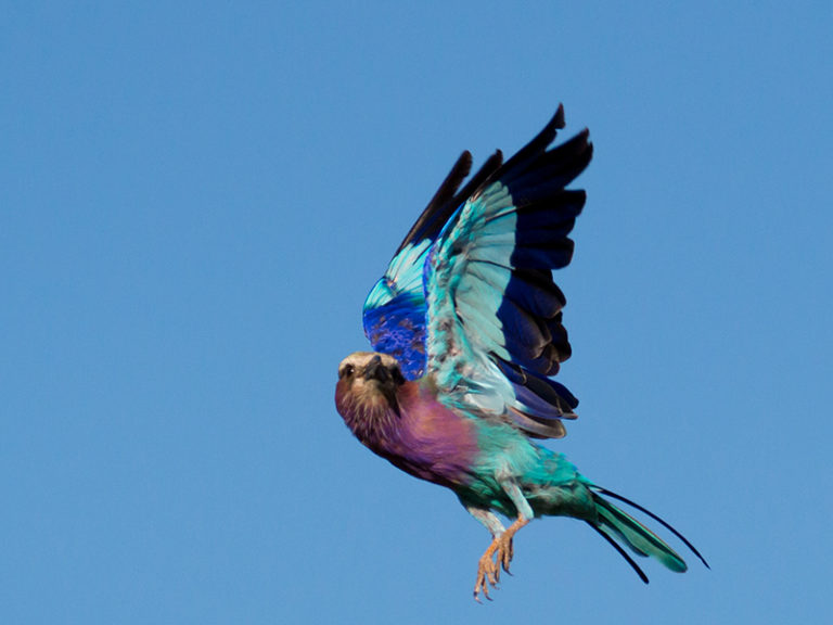 safari photography