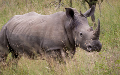 Difference Between a Photographic Safari and a normal Game Viewing Safari