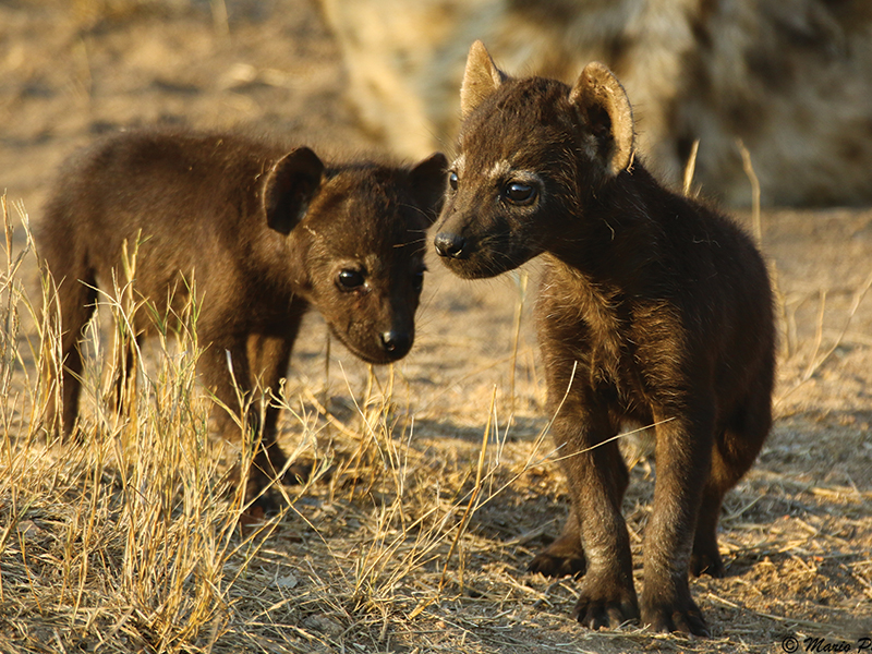 african safari photography tours