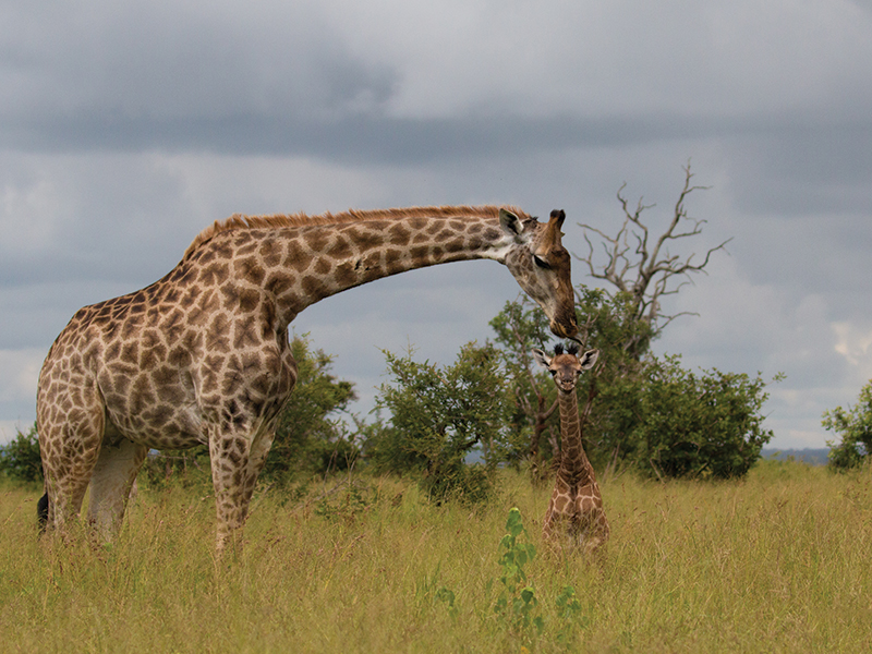 safari photography for beginners