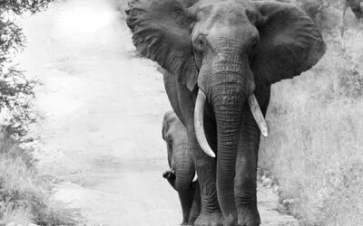 How to Turn Your Kruger Photos into Wall Art