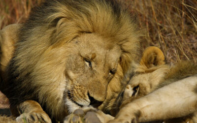Self-Drive vs. Guided Safari: Which is Better for Photography?
