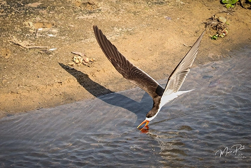 African Skimmer Full day kruger national park safari