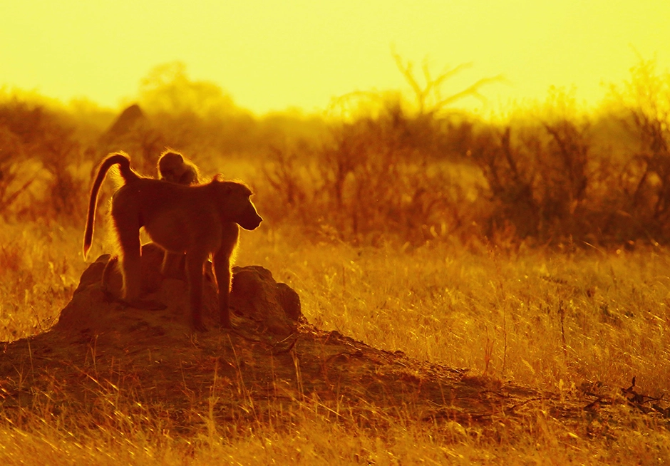 Baboons spotted on split family kruger safari Baboons spotted on a split-day family Kruger safari.