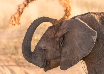 Full Day Photographic Safari