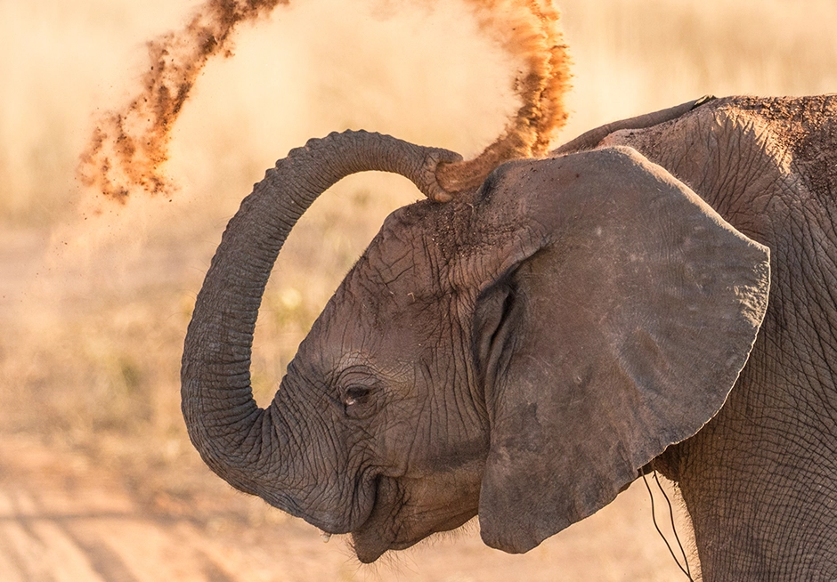 Elephant throwing sand during a full-day Kruger photography safari