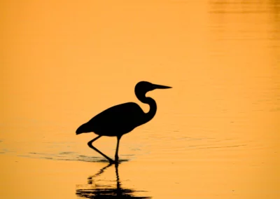 4-Night Southern Kruger National Park Birding Safari