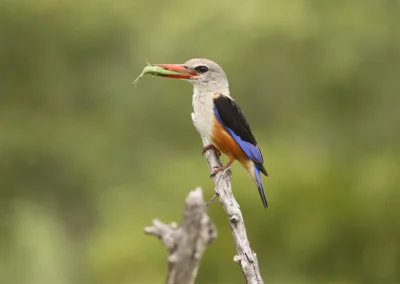 5-Night Northern Kruger Birding Safari