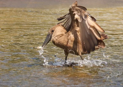 10-Night North to South Kruger National Park Birding Safari