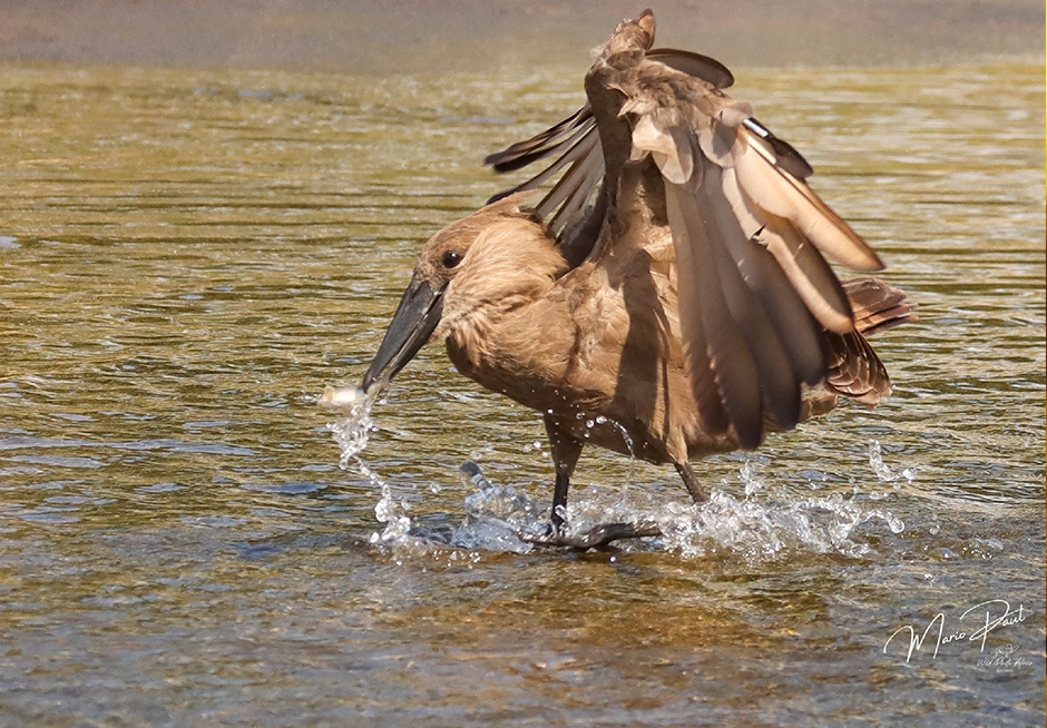 10-Night North to South Kruger National Park Birding Safari