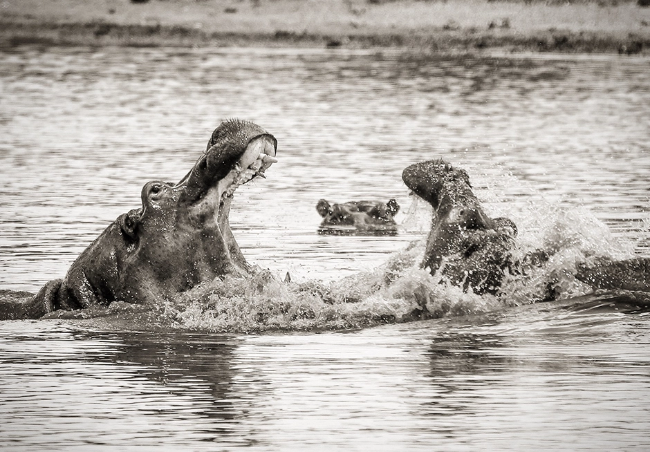 Hippos photographed on Kruger Park Photography safari Hippos photographed during a Kruger Park photography safari