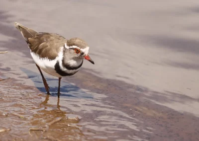 13-Night North to South Kruger National Park Birding Safari