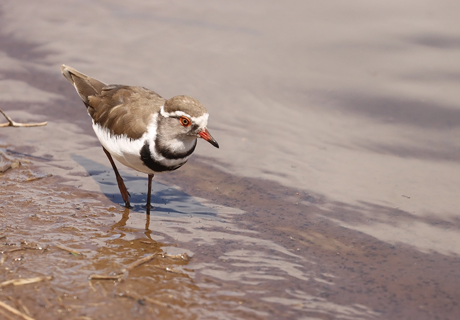 Three-banded Plover spotted on kruger park birding safari Three-banded plover spotted on a Kruger Park birding safari.