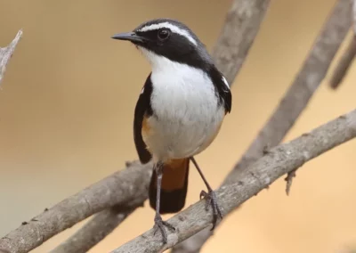 4-Night Central Kruger Birding Safari