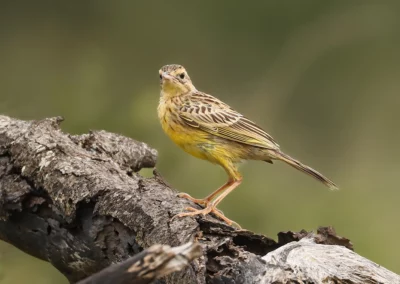 7-Night Private Birding Safari in the South – Central Region of the Kruger National Park