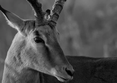 2 Day Photographic Safari