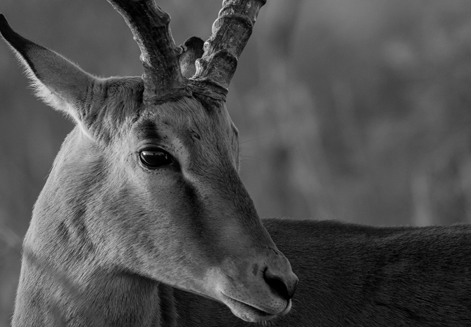impala spotted on 2 Day Photographic Safari Impala spotted on a 2-day photographic safari.