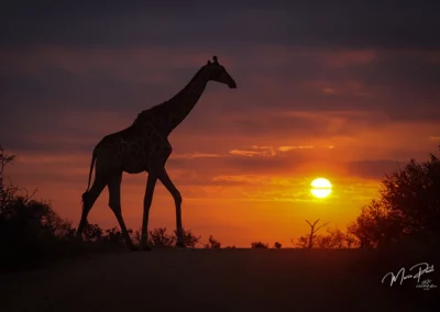 4 Nächte Fotografische Safari — Ein Intensives Wildlife-Fotografie-Erlebnis