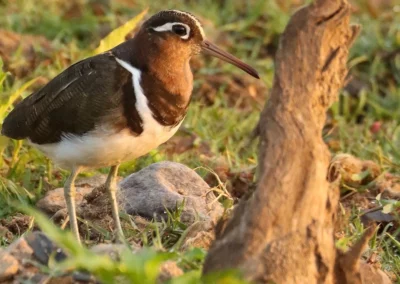 4-Nächte Vogelbeobachtungs-Safari im zentralen Krüger-Nationalpark
