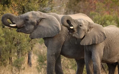 Private vs group photo safaris in Kruger: what photographers need to know