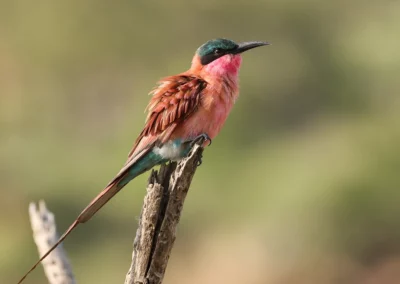 7-Nächte Private Vogelbeobachtungs-Safari im Süd-Zentralen Krüger-Nationalpark