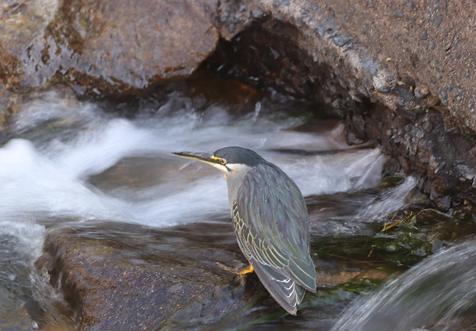 Striated Heron seen on 10-Nächte Vogelbeobachtungs-Safari von Nord nach Süd im Krüger-Nationalpark Striated heron seen on a 10-night north-to-south birdwatching safari in Kruger National Park.