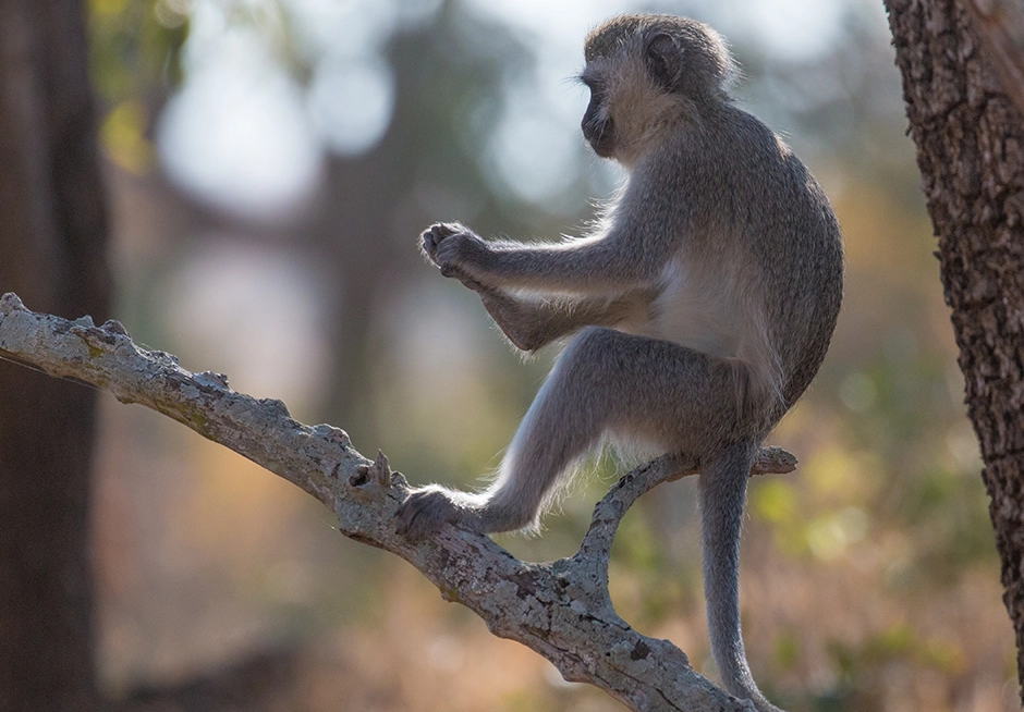 Vervet monkey seen on Gruppen-Safaris im Krüger-Nationalpark Vervet monkey seen on Gruppen-Safaris im Krüger-Nationalpark