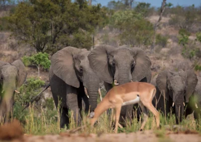 15 Days The Ultimate Photographic Safari Experience